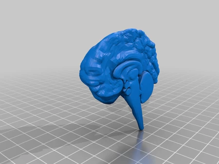 Cerebro humano - anatomía