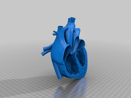 human heart - anatomy