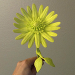  Daisy - flat flower  3d model for 3d printers
