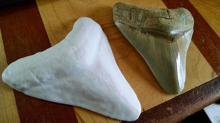 Mighty Megalodon Tooth