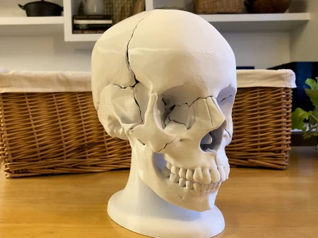 Modelo de Cráneo Humano Magnético de 18 Piezas Anatómicamente Correcto de Tamaño Completo